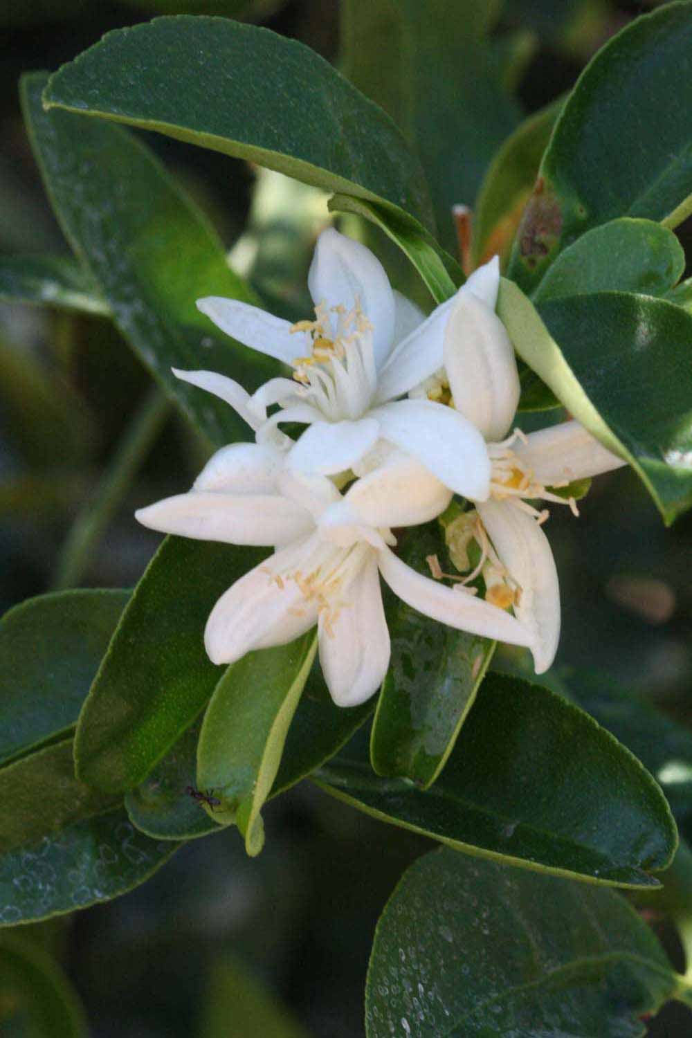              Flower (Riverside, CA)       